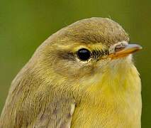 Willow Warbler