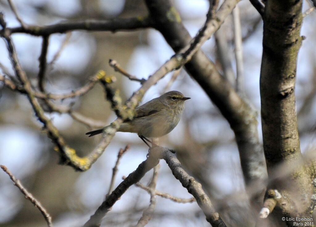 Common Chiffchaff