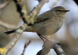 Common Chiffchaff