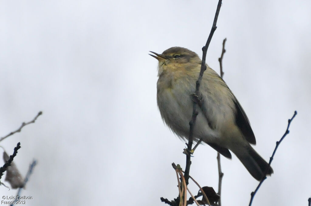 Common Chiffchaff