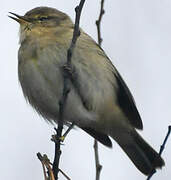 Common Chiffchaff