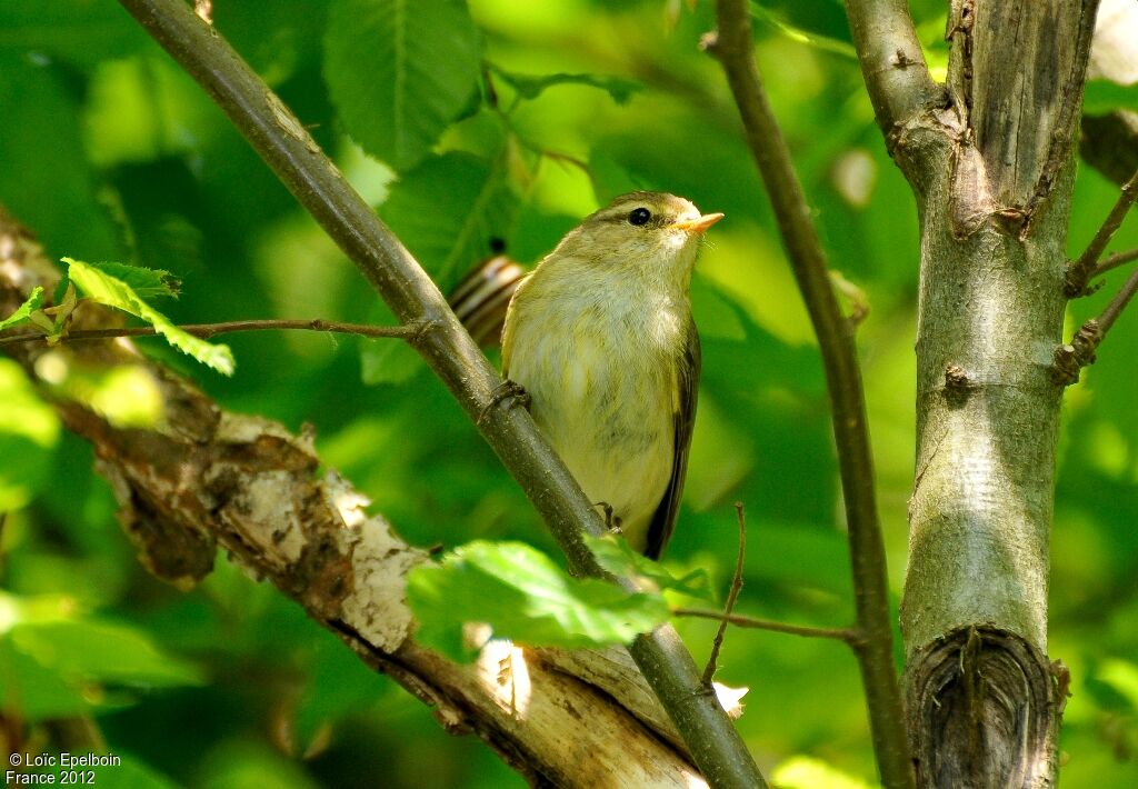 Common Chiffchaff