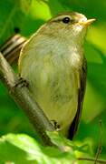 Common Chiffchaff