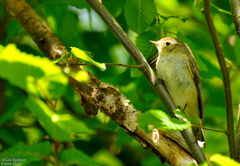 Common Chiffchaff