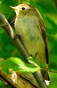 Common Chiffchaff