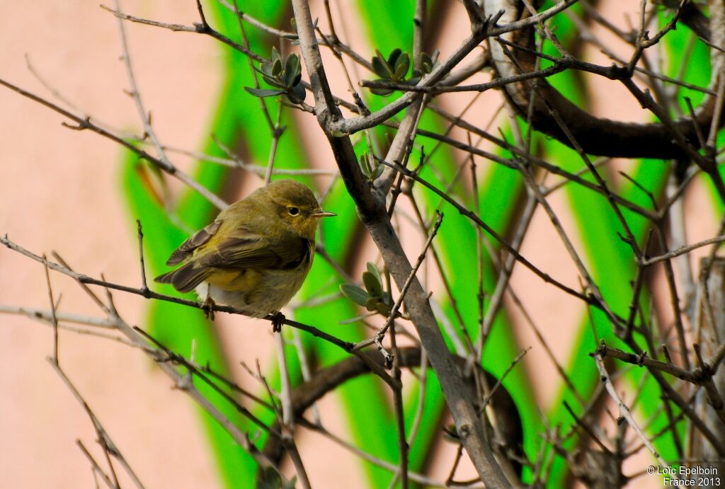 Common Chiffchaff