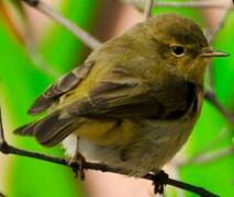 Common Chiffchaff