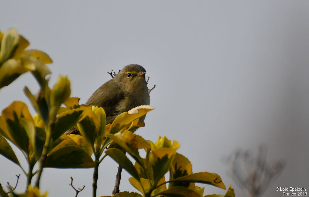 Common Chiffchaff