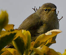 Common Chiffchaff