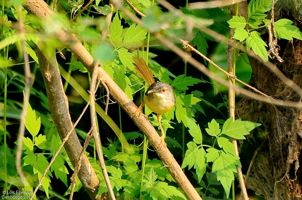 Prinia à ventre jaune