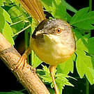 Prinia à ventre jaune