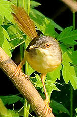 Prinia à ventre jaune