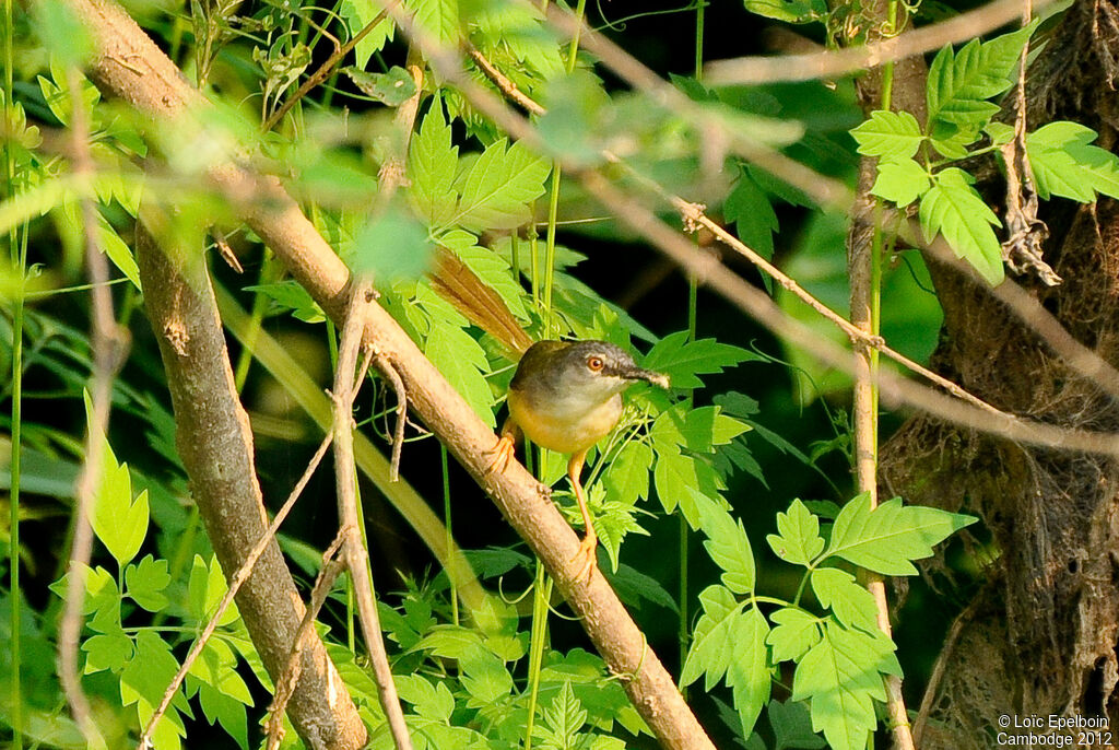 Prinia à ventre jaune
