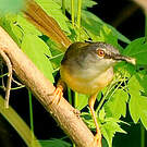 Prinia à ventre jaune
