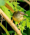 Prinia à ventre jaune