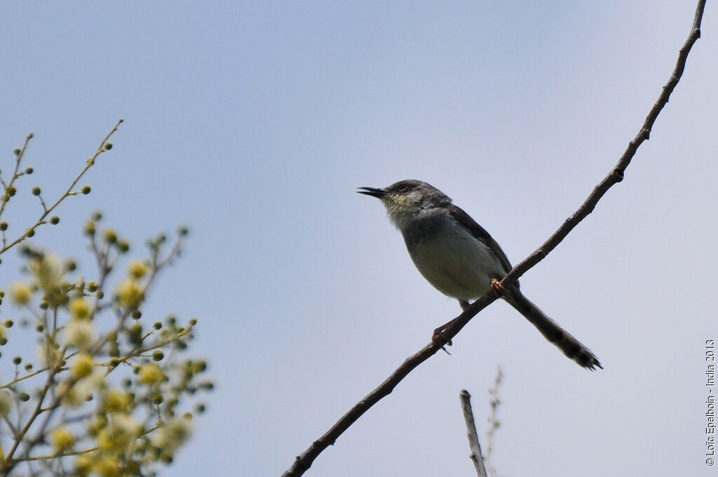 Prinia de Hodgson