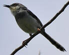 Prinia de Hodgson