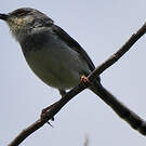 Prinia de Hodgson