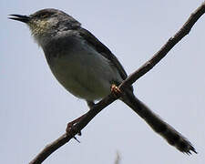 Grey-breasted Prinia