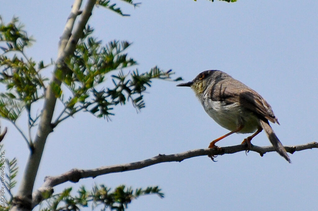 Grey-breasted Prinia