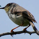 Prinia de Hodgson