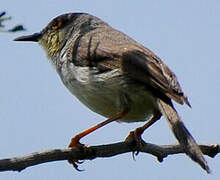 Prinia de Hodgson