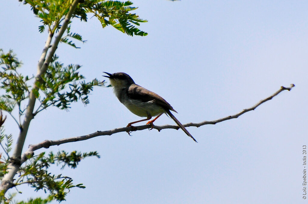 Grey-breasted Prinia