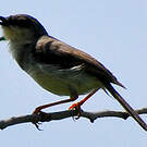 Prinia de Hodgson