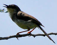 Prinia de Hodgson