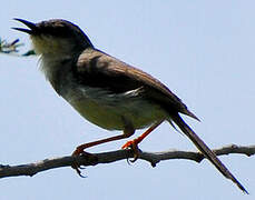 Prinia de Hodgson