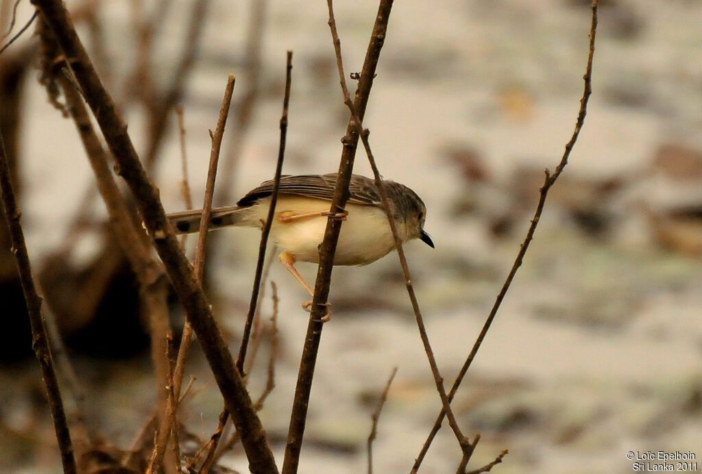 Prinia simple