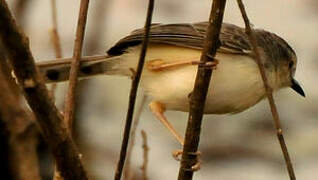 Plain Prinia