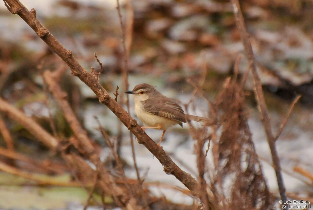 Prinia simple