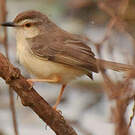 Prinia simple