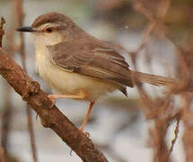 Plain Prinia