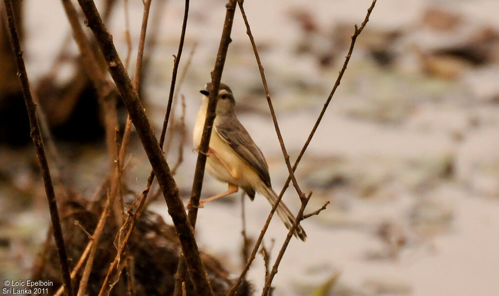 Prinia simple