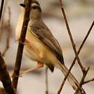 Prinia simple