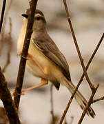 Plain Prinia