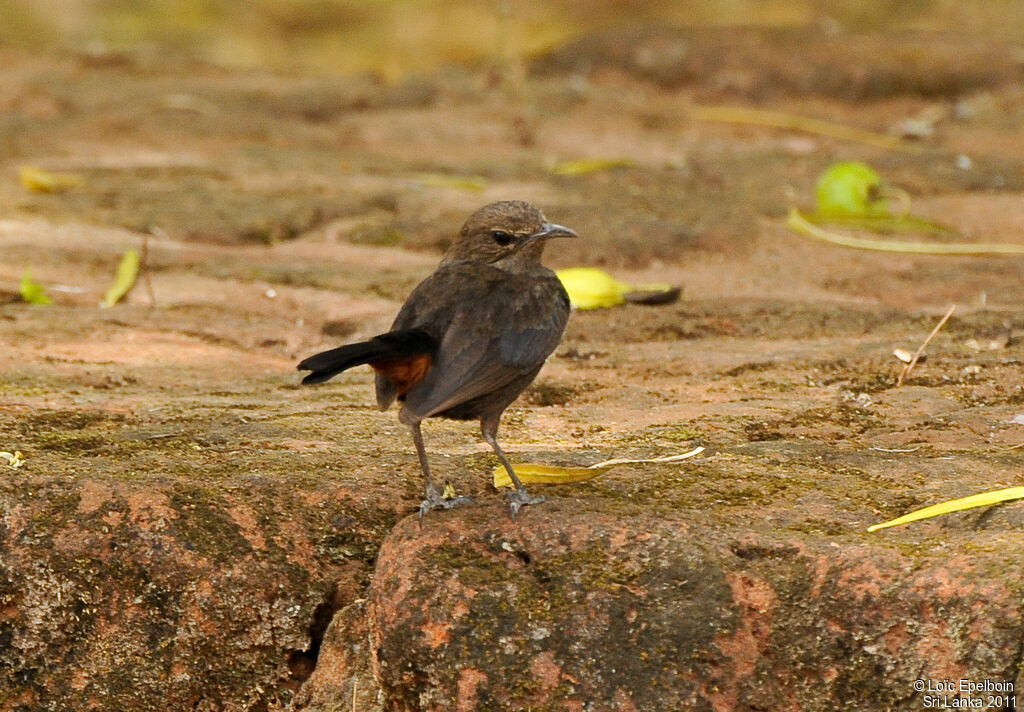 Pseudotraquet indien