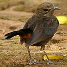 Pseudotraquet indien