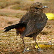 Indian Robin