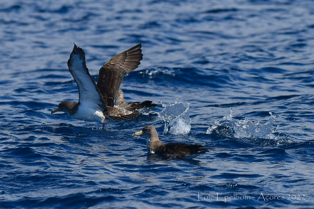 Cory's Shearwater