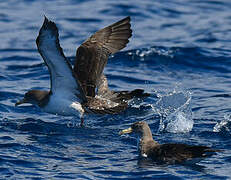 Cory's Shearwater