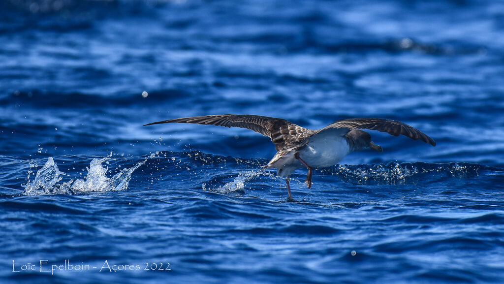 Cory's Shearwater