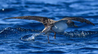 Cory's Shearwater