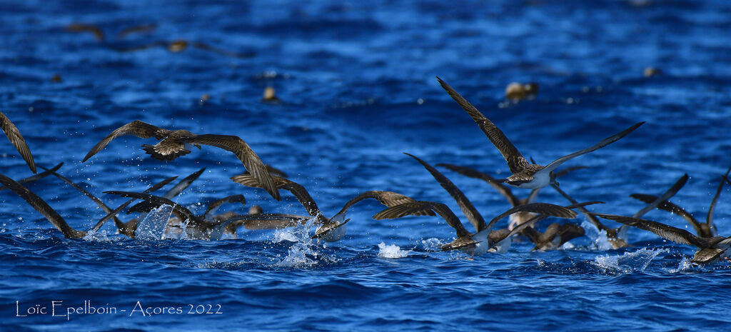 Cory's Shearwater