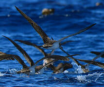 Cory's Shearwater