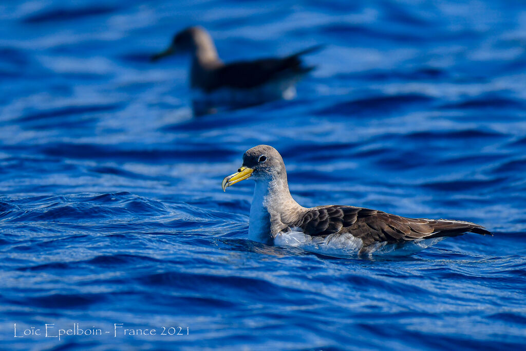 Cory's Shearwater