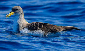 Cory's Shearwater