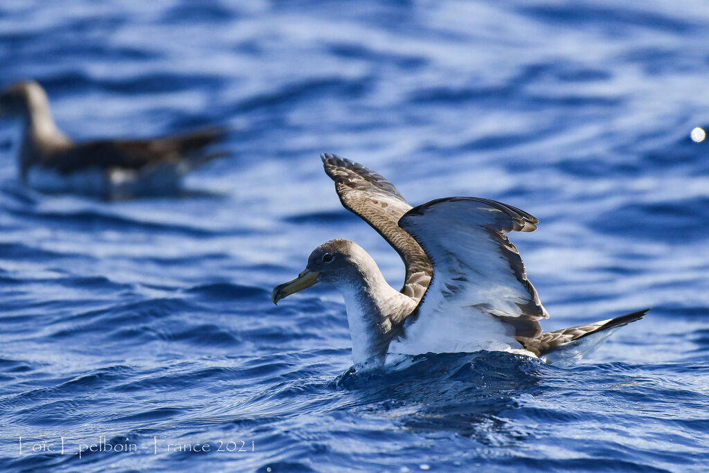 Cory's Shearwater